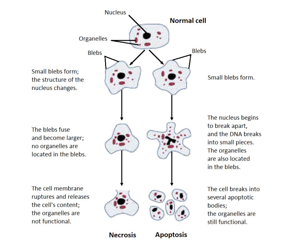 Risks and Side Effects KC Skills Centre